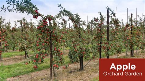 Orchard: The Cultivated Delight of Farming and Friendship!